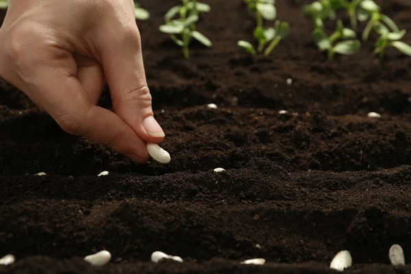 Vrouw Planten Bonen Vruchtbare Grond Close Plantaardige Zaden — Stockfoto