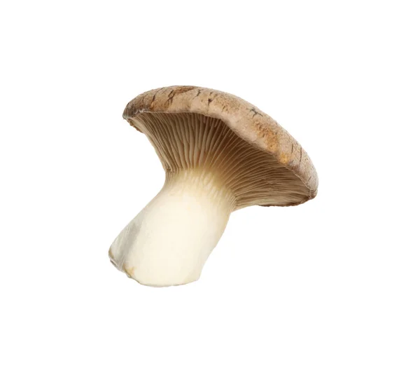 Fresh King Trumpet Mushroom Isolated White — Stock Photo, Image