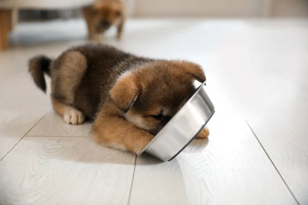 Liebenswerter Akita Inu Welpe Frisst Aus Futterschale Drinnen — Stockfoto