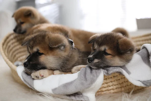 Cute Akita Inu Puppies Wicker Basket Indoors — Stock Photo, Image