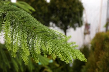 Kozalaklı bitki dalı, yakın plan. Noel ağacı çiftliği