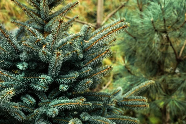Belle Piante Conifere All Albero Natale Fattoria — Foto Stock