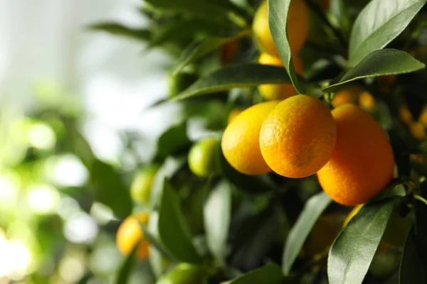 Arbre Kumquat Avec Fruits Mûrs Extérieur Gros Plan Espace Pour — Photo
