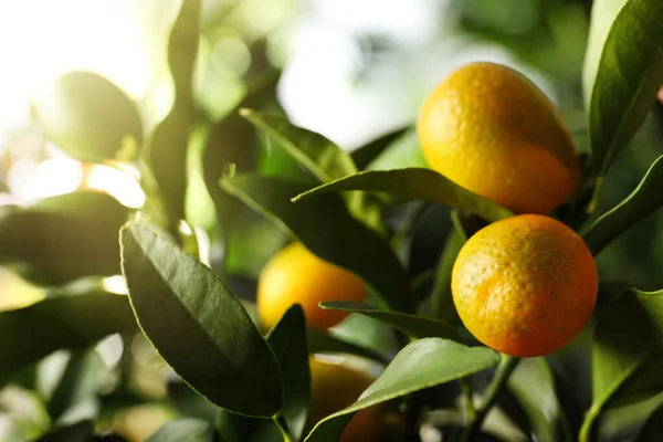 Kumquat Baum Mit Reifen Früchten Freien Nahaufnahme — Stockfoto