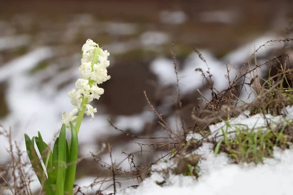 Hermoso Jacinto Blanco Flor Que Crece Aire Libre Espacio Para —  Fotos de Stock