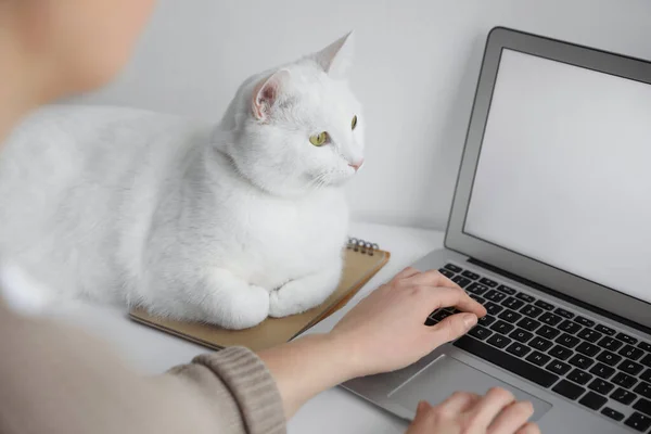 Mujer Trabajando Mientras Gato Relajándose Cerca Computadora Portátil Mesa Primer —  Fotos de Stock