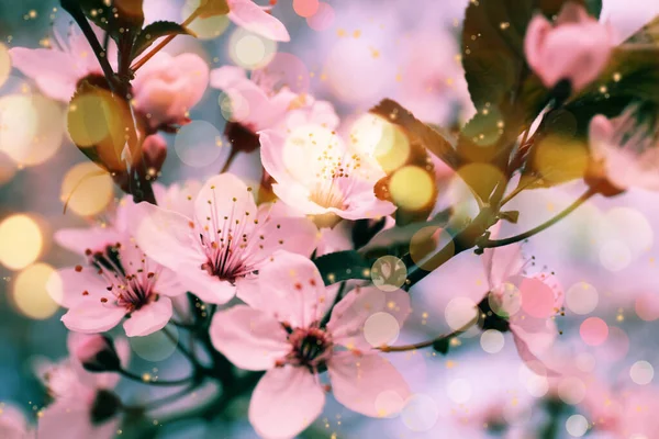 Vista Close Árvore Florescente Livre Dia Primavera — Fotografia de Stock