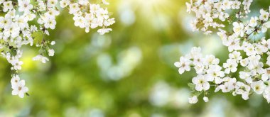 İnanılmaz bahar çiçekleri. Açık havada güzel çiçekli ağaç dalları, afiş tasarımı.