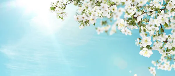 Erstaunliche Frühlingsblüte Zweige Mit Schönen Blumen Freien Sonnigen Tagen Bannerdesign — Stockfoto