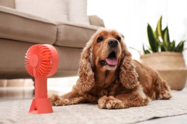 İngiliz Cocker Spaniel havalandırmadan içeri doğru hava akımının tadını çıkarıyor. Yaz sıcağı