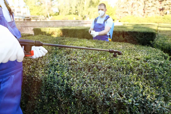 Lavoratori Che Spruzzano Pesticidi Cespuglio Verde All Aperto Primo Piano — Foto Stock