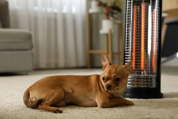 Chihuahua Cerca Del Moderno Calentador Halógeno Eléctrico Casa — Foto de Stock