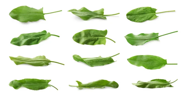 Uppsättning Färska Sorrel Blad Vit Bakgrund Banderolldesign — Stockfoto