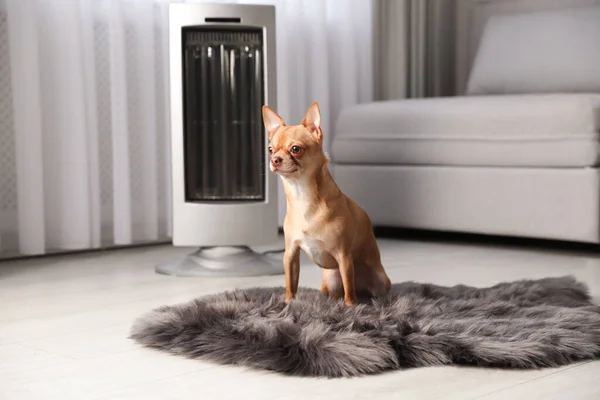 Chihuahua Pes Sedí Umělé Kožešiny Blízkosti Elektrického Ohřívače Obývacím Pokoji — Stock fotografie