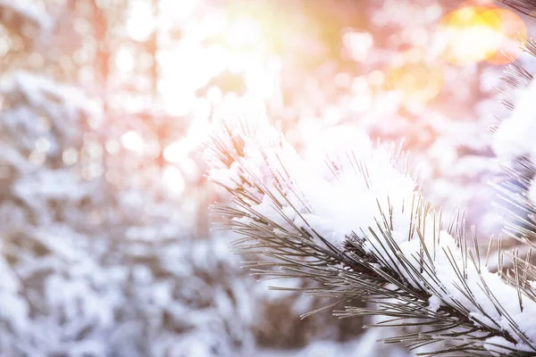 Hermosa Rama Árbol Coníferas Cubierta Nieve Día Soleado Primer Plano — Foto de Stock