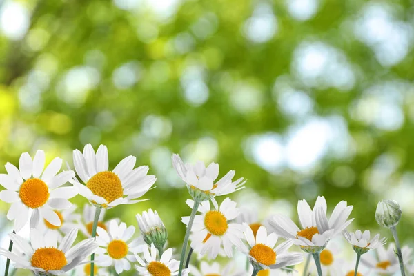 Piękne Kwiaty Rumianku Zewnątrz Słoneczny Dzień Wiosna — Zdjęcie stockowe