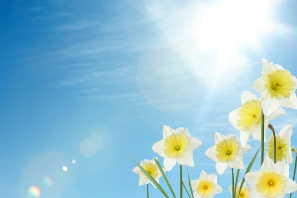 Hermosas Flores Primavera Aire Libre Día Soleado Espacio Para Texto —  Fotos de Stock