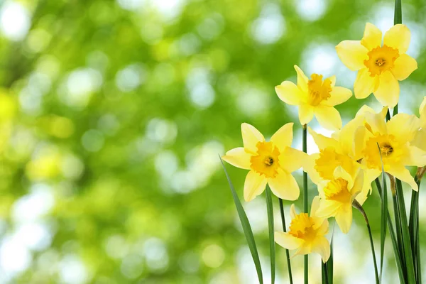 Krásné Jarní Květiny Venku Slunečného Dne Prostor Pro Text — Stock fotografie
