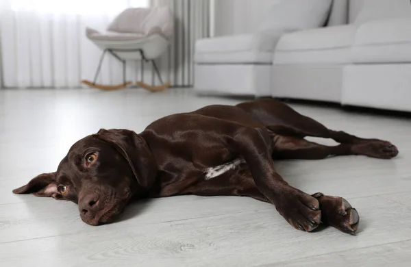 Cute Niemiecki Krótkometrażowy Pointer Pies Spoczywa Ciepłej Podłodze Układ Ogrzewania — Zdjęcie stockowe