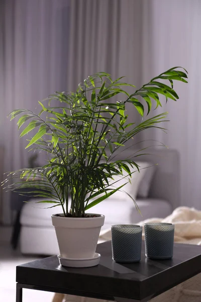 Salon Intérieur Moderne Avec Belle Plante Pot — Photo