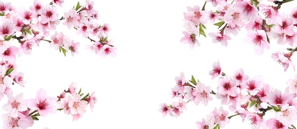 Úžasný Jarní Květ Větve Stromů Krásnými Květy Bílém Pozadí Banner — Stock fotografie