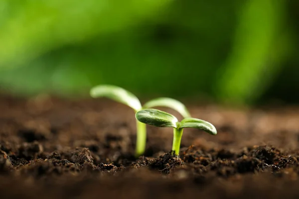 Pequeñas Plántulas Verdes Que Crecen Suelo Primer Plano —  Fotos de Stock