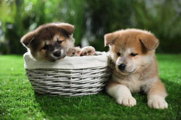 緑の芝生の上でかわいい秋田犬の子犬屋外 — ストック写真