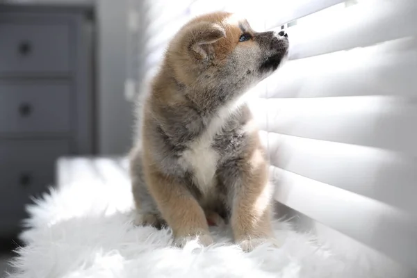 Lindo Cachorro Akita Inu Alfombra Borrosa Cerca Ventana Interior — Foto de Stock