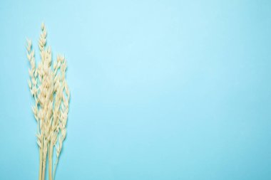 Açık mavi arka planda bir buket kurumuş çiçek, düz uzanmış. Metin için boşluk