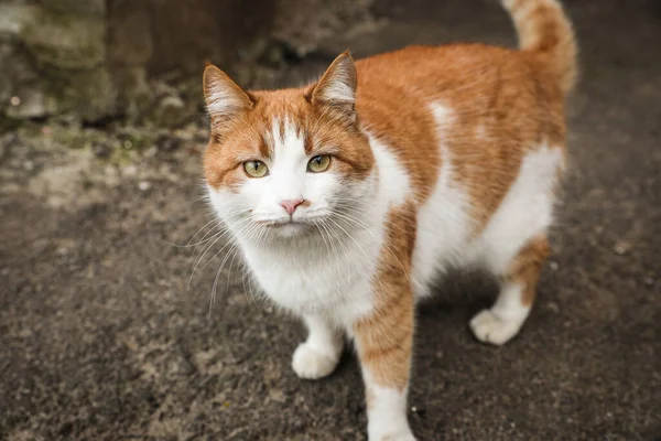 Lonely Stray Cat Outdoors Pet Homelessness Problem — Stock Photo, Image