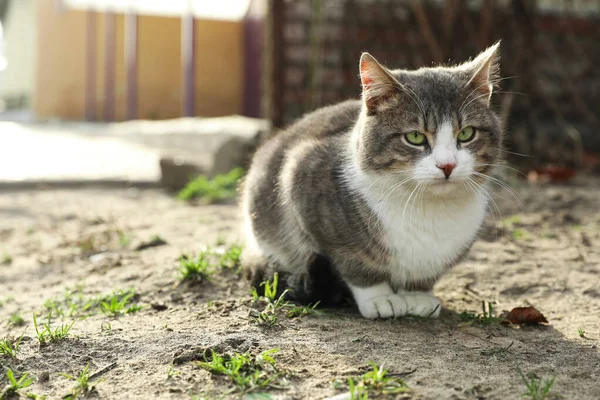 Lonely Stray Cat Outdoors Pet Homelessness Problem — Stock Photo, Image