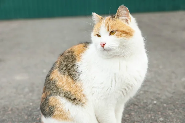 Gato Solitário Vadio Livre Problema Dos Sem Abrigo Para Animais — Fotografia de Stock