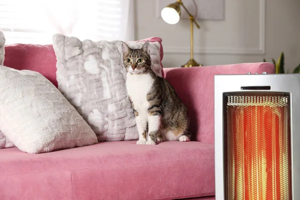 Roztomilý Kočka Pohovce Blízkosti Moderní Elektrické Ultrared Topení Uvnitř — Stock fotografie