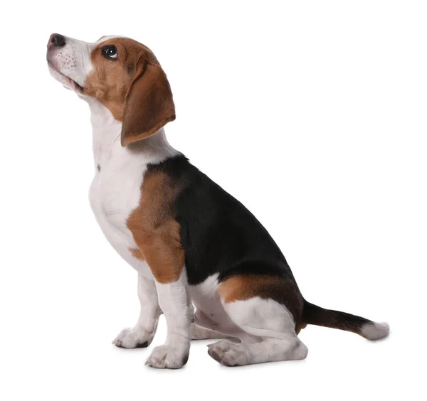 Lindo Cachorro Beagle Sobre Fondo Blanco Adorable Mascota —  Fotos de Stock