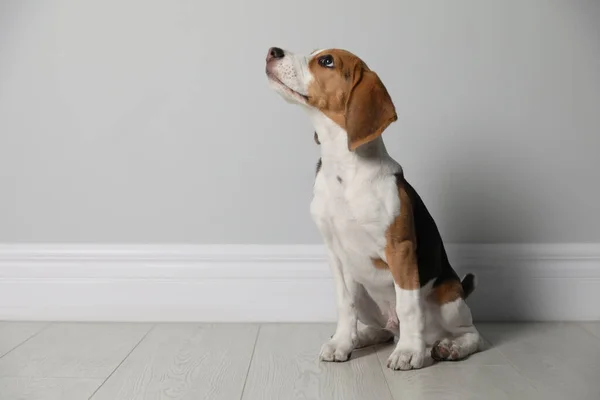 灰色の壁の近くにかわいいビーグル子犬屋内 愛らしいペット — ストック写真