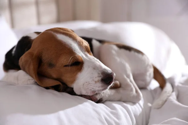 Mignon Chiot Beagle Dormant Sur Lit Adorable Animal Domestique — Photo