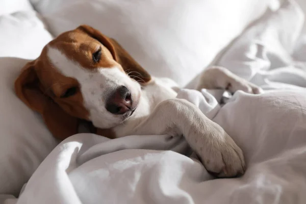 Cute Beagle puppy sleeping in bed. Adorable pet