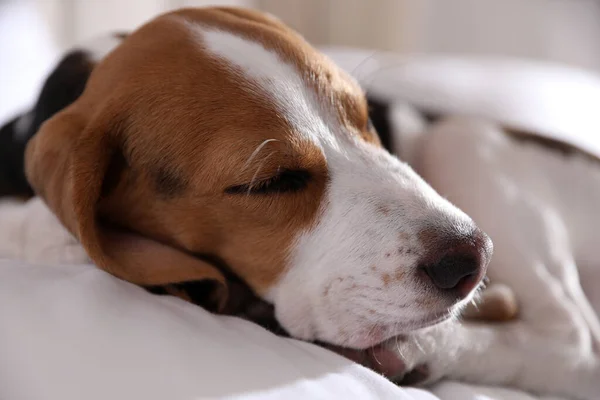 Cute Beagle puppy sleeping on bed, closeup. Adorable pet