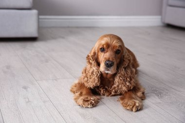 Tatlı Cocker Spaniel köpeği sıcak zeminde yatıyor, mesaj için yer var. Isıtma sistemi