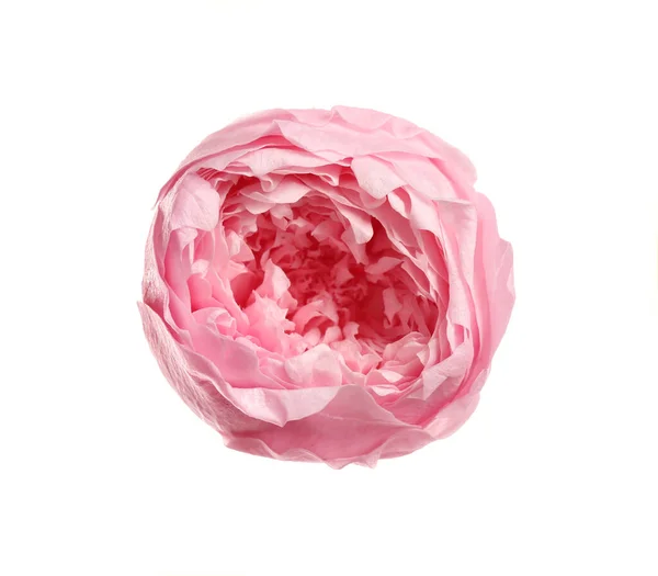 Belle Fleur Pivoine Rose Isolée Sur Blanc Vue Dessus — Photo