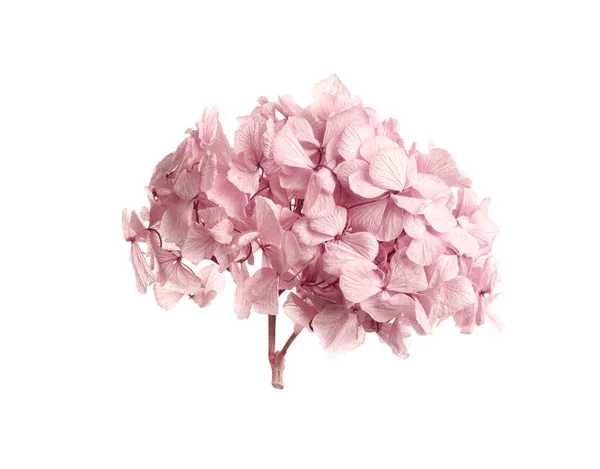 Красиві Рожеві Квіти Гортензії Білому Тлі — стокове фото