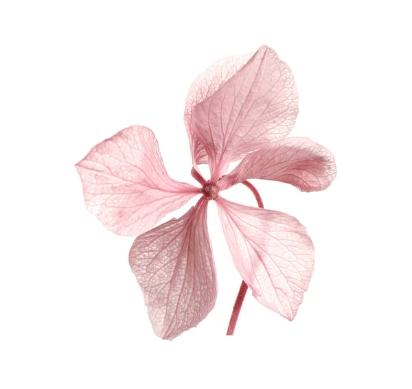 Красива Рожева Квітка Гортензії Ізольована Білому — стокове фото