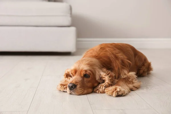 Cão Bonito Cocker Spaniel Deitado Chão Quente Dentro Casa Sistema — Fotografia de Stock