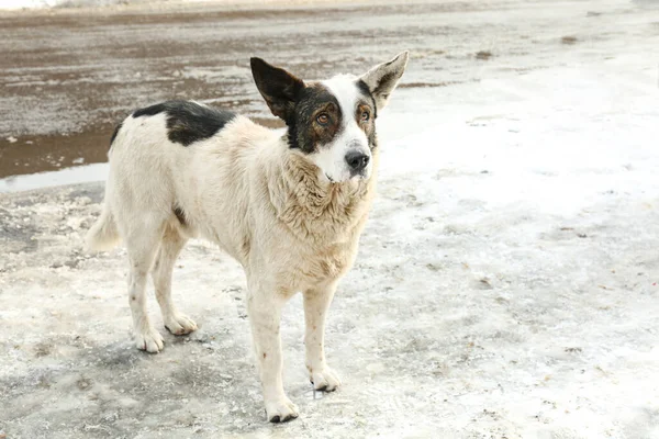 冬の街でホームレスの犬 放棄された動物 — ストック写真