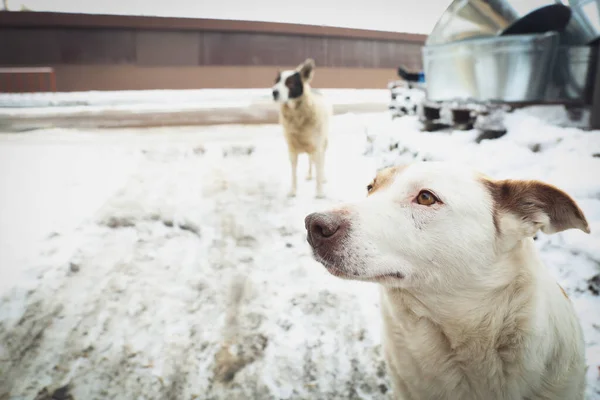 Cão Sem Teto Rua Cidade Inverno Animais Abandonados — Fotografia de Stock