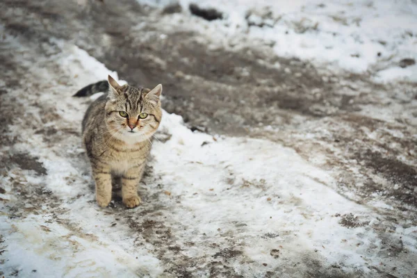 Gatto Senzatetto All Aperto Giorno Inverno Animali Abbandonati — Foto Stock