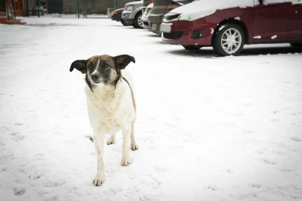 Cane Senzatetto All Aperto Giorno Inverno Animali Abbandonati — Foto Stock