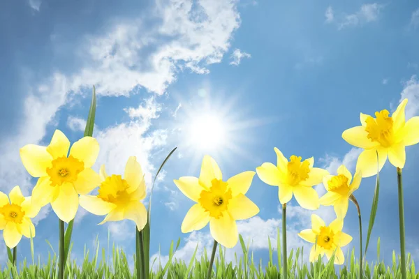 Krásné Jarní Květiny Venku Slunečného Dne — Stock fotografie