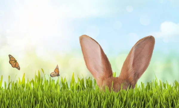 Cute Easter Bunny Hiding Green Grass Outdoors Space Text — Stock Photo, Image