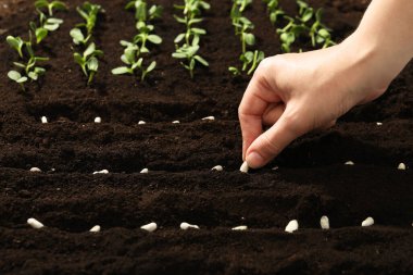 Doğurgan toprağa fasulye eken kadın, yakın plan. Sebze tohumları